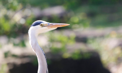 Grey Heron (Ardea cinerea) is hunting