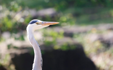 Grey Heron (Ardea cinerea) is hunting