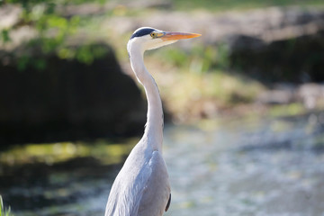 Grey Heron (Ardea cinerea) is hunting