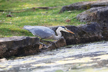 Grey Heron (Ardea cinerea) is hunting