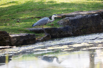 Grey Heron (Ardea cinerea) is hunting