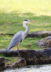 Grey Heron (Ardea cinerea) is hunting