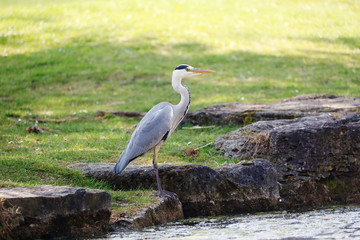 Grey Heron (Ardea cinerea) is hunting