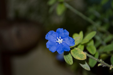 forget me not