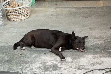 Taiwanese black dog