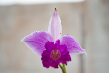 close up of a pink flower