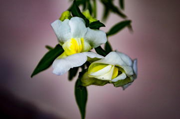 white orchid flower
