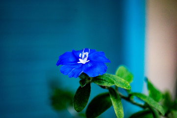 blue iris flower