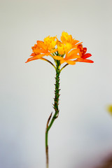 flower of calendula