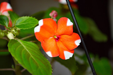 orange hibiscus flower