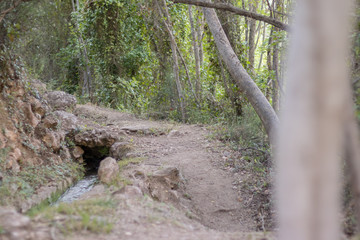 Acequia por mitad de una ruta en el bosque