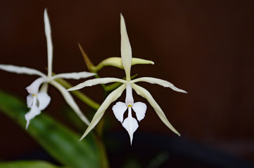plant in the dark