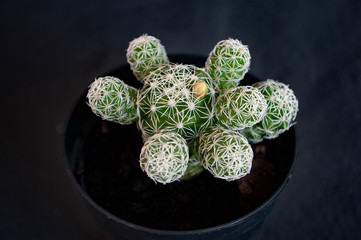 cactus in a pot