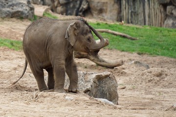 baby elephant in the zoo 3