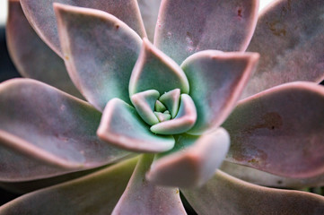 close up of a cactus
