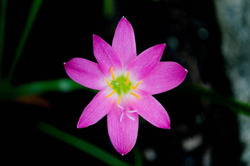 pink lotus flower