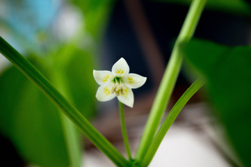 lily of the valley in the garden