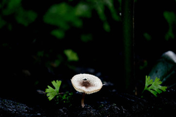 Mushroom