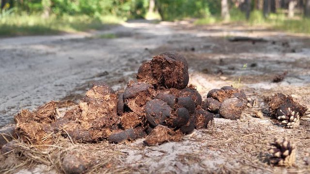 Horse shit on the road in forest