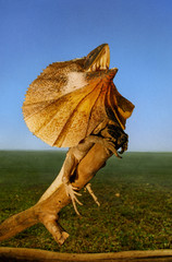 Lézard à collerette, australie du nord.