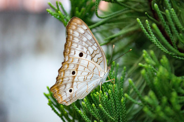 butterfly on green leaf