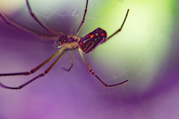 spider on a web