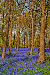 Bluebell Woods Greys Court Oxfordshire England UK