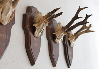 Antler as a hunting trophy
