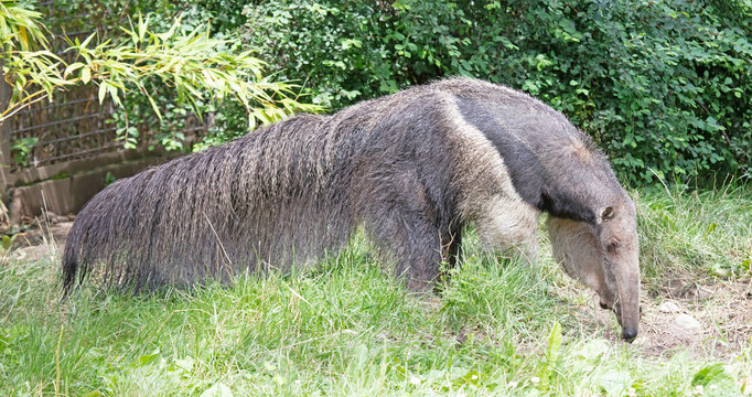 Giant Ant Eater Walking