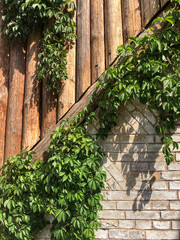 ivy covered wall