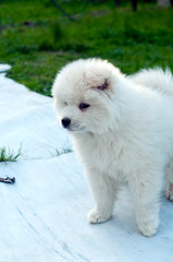 Young Pomski Dog Breed Groomed and Healthy Pomski, an exquisite puppy with a good temperament outdoors on a sunny day