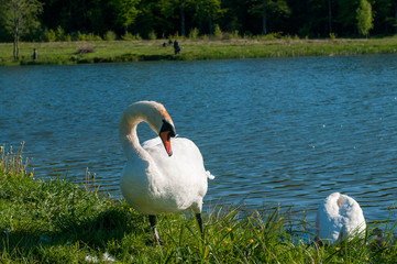 white swans group on the lake swim well under the bright sun