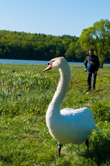 white swans group on the lake swim well under the bright sun