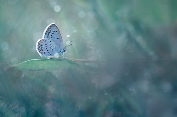 a butterfly perched on a leaf, blurry, bokeh