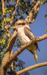 le zoo des oiseaux australie