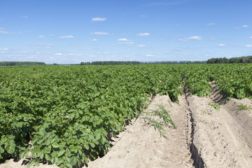 Fototapeta na wymiar an agricultural field where potatoes