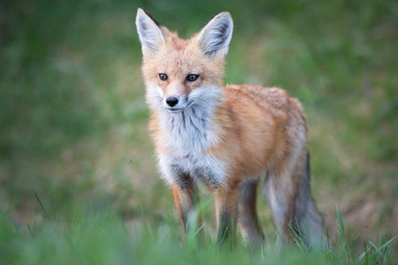 Red fox kits in the spring