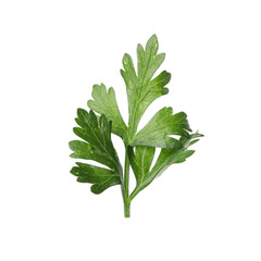 Fresh green parsley isolated on white background