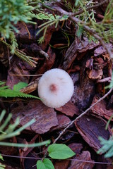 Close-up of fresh mushroom	