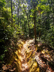 Deep jungle pathway, Khao Yai