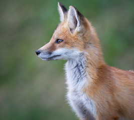 Naklejka na ściany i meble Red fox kits in the spring