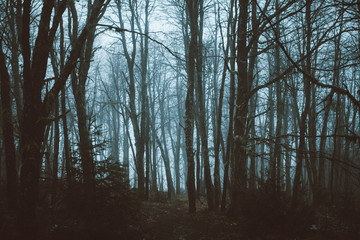 bosque con neblina