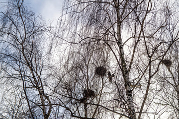 Rook nests on high birches await the arrival of birds in the spring.
