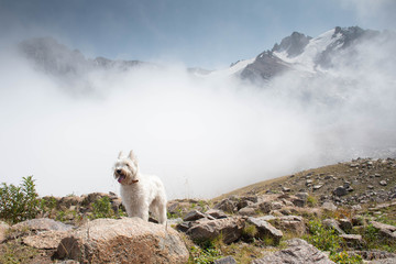 white dog schnauzer in the mountains near the cloud