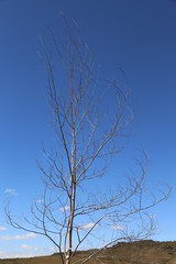 Fototapeta na wymiar lonely tree on a blue sky