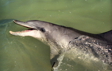 se baigner avec les dauphins en australie