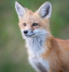 Red fox kits in the spring