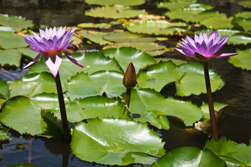 Purple lotuses