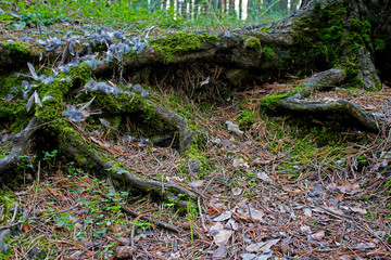 moss on the tree