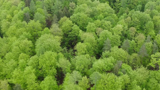 Aerial view of beech forest, Steigerwald, Franconia, Bavaria, Germany